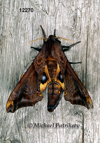 Small-eyed Sphinx (Paonias myops) (J. E. Smith, 1797)